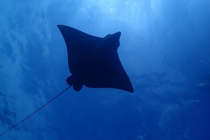 SSI Advanced Adventurer Diver Course - Dive Activities and Certification