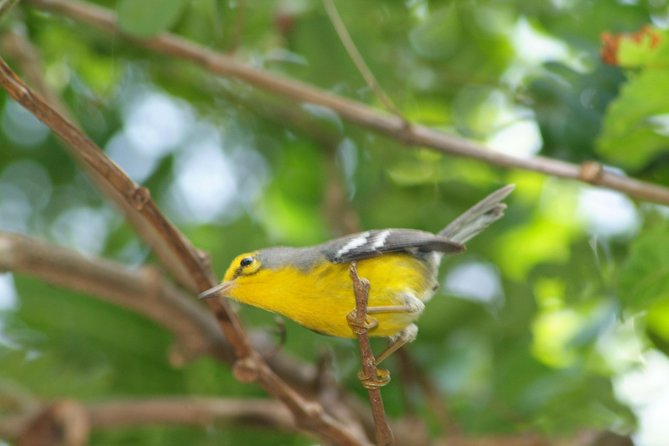 St Lucia Rainforest Walk - Reviews and Ratings