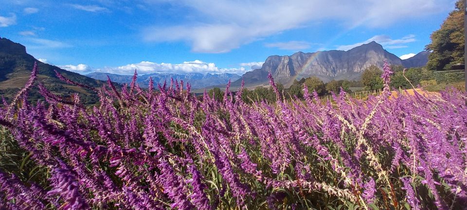 Stellenbosch: Cape Winelands Private Tour Half Day Tour - Guided Tour With Live Guide