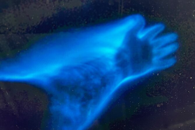 Sunset Bioluminescent Comb Jelly & Dolphin Tour - Meeting and End Point