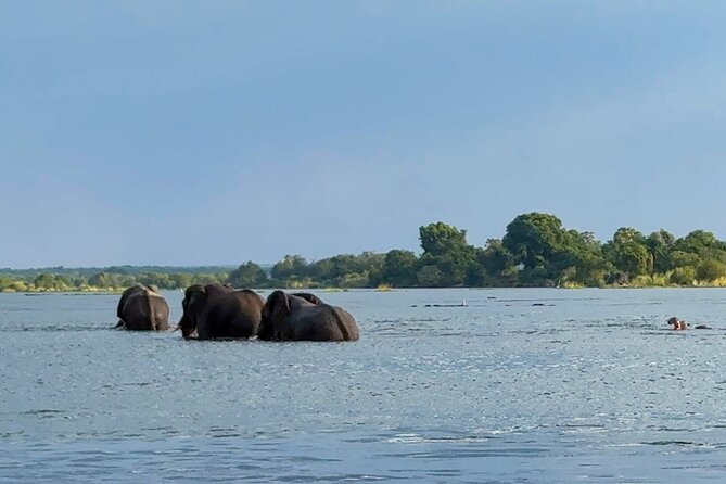 Sunset Cruises on the Zambezi River From Victoria Falls - Wildlife Sightings