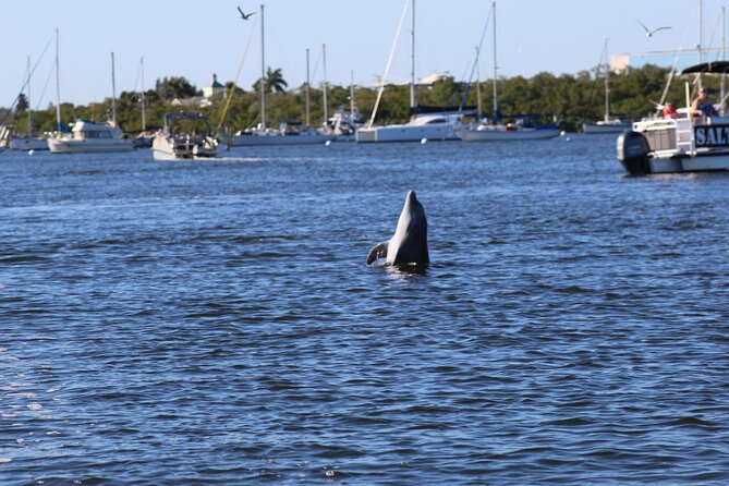 Sunset Dolphin Cruise With Sanibel Lighthouse Views - Positive Customer Experiences
