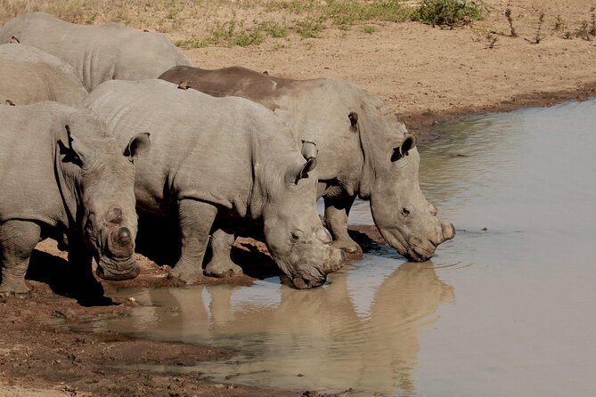 Sunset Game Drive Safari Near Hoedspruit - Booking Confirmation and Health Restrictions