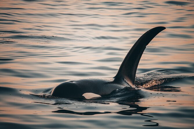 Sunset Whale Watching Adventure From Vancouver - Unique Whale Watching Guarantees