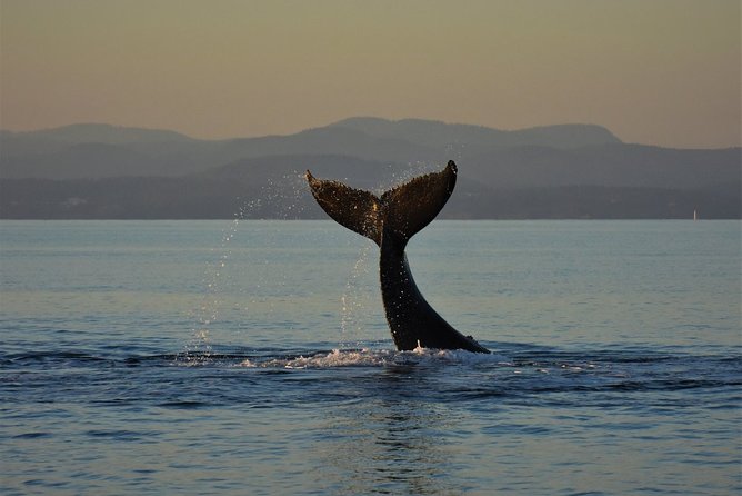 Sunset Whale Watching Adventure From Victoria - Booking and Pricing Options