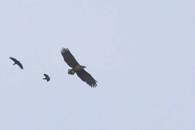 Sussex Birdwatching Private Guided Day Tour - Inclusions