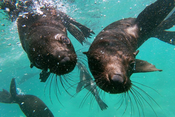 Swim With Seals - Inclusions and Amenities