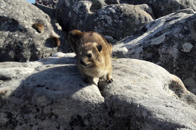 Table Mountain Summit Walk for the Whole Family - PRIVATE - Customer Testimonials
