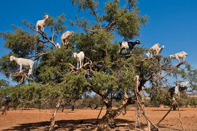 Taroudant Half Day Excursion From Agadir - Highlights of Taroudant