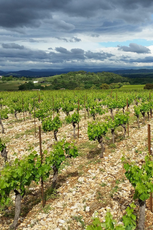 Tasting Tour : the Secrets of the Vineyard Chateau Capion - Customer Reviews