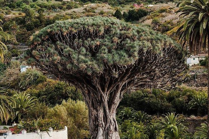 Teide-Icod-Garachico-Masca (Most Popular Bus Tour in Tenerife) - El Drago Milenario