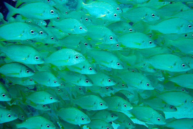 Tenerife Callao Salvaje Small-Group Snorkeling Tour - Snorkeling Locations