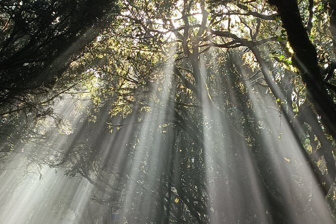 Tenerife: Hiking Tour in Anaga Mountains & Enchanted Forest - Product Information