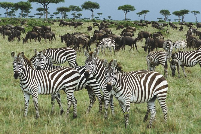 The Best Selous 1 Day Safari From Zanzibar - What to Expect