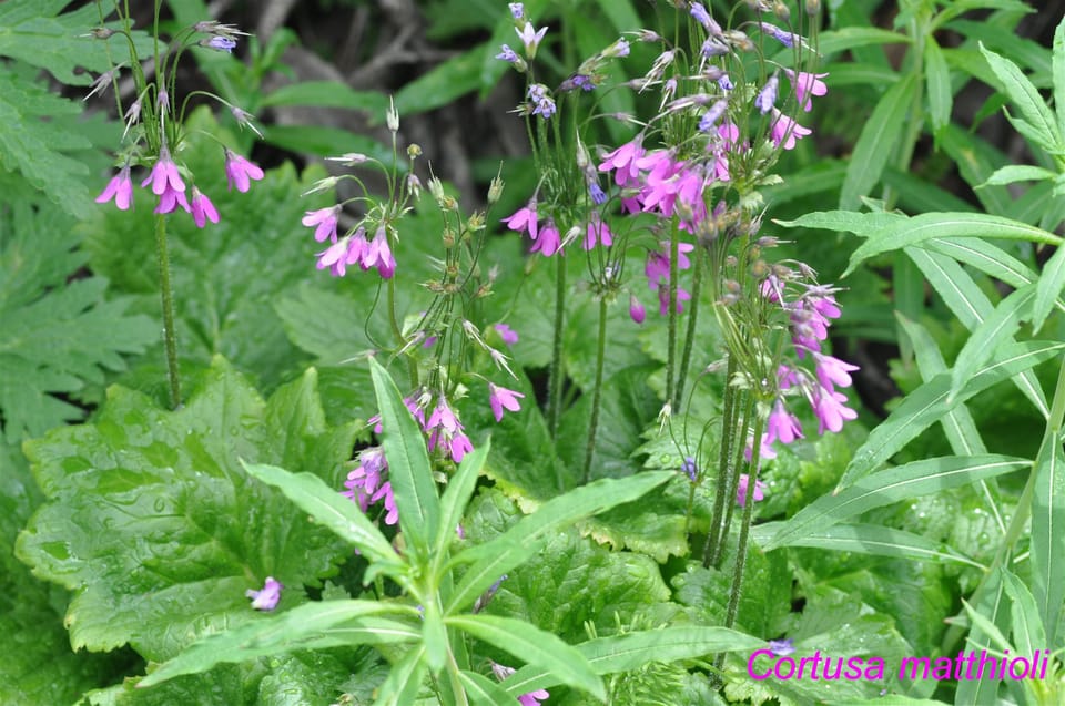 THE BOTANICAL GARDENS OF AOSTA VALLEY - Frequently Asked Questions