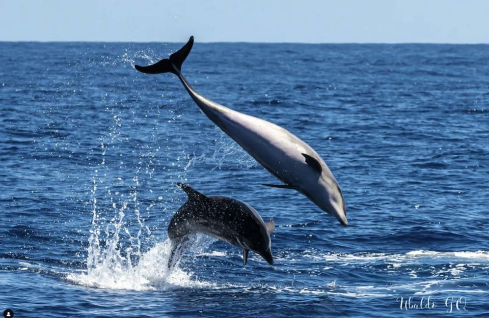 The Giants: Dolphin and Whale-Watching Speedboat Tour - Inclusions and Restrictions