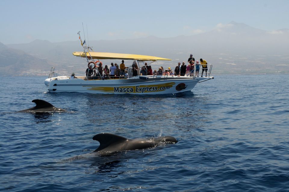 The Giants: Dolphin & Whale Watching Cruise With Swimming - Cruising Near the Los Gigantes Cliffs