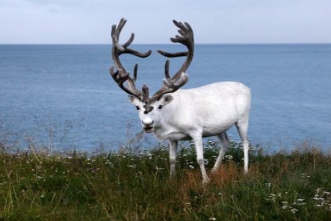 The North Cape, Reindeer and Sami Families Tour - Meeting and Transportation