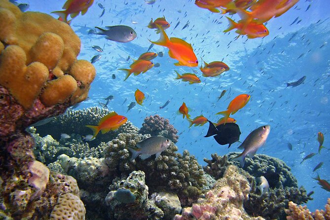 Tiran Island Full Day Snorkeling Sea Trip & Intro Dive 15 Min - Sharm El Sheikh - Operational Considerations