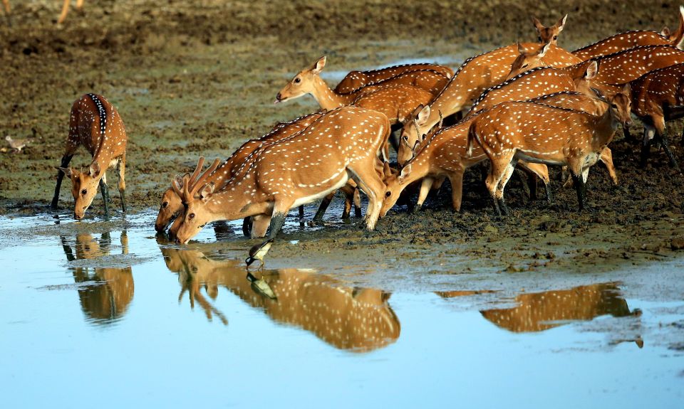 Tissamaharama: Yala National Park Buffer Zone Night Drive - Inclusions