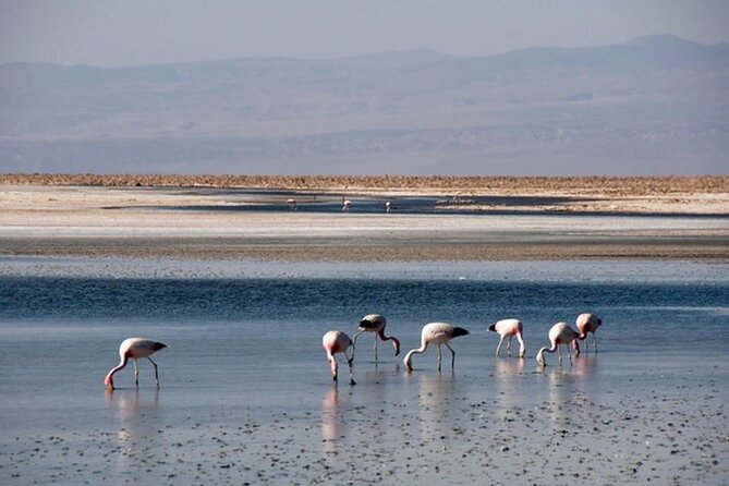 Toconao and Salt Flats in Atacama - Preparing for the Days Adventure