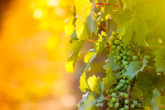 Toronto: Private Wine Tasting Tour in Niagara-on-the-Lake - Pickup Information