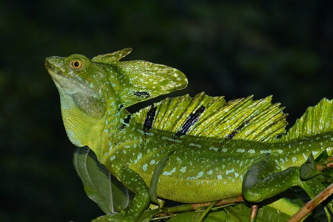 Tortuguero: Canoe Tour, Day Hike, Hill Tour, Night Tour or Spawning - Day Hike