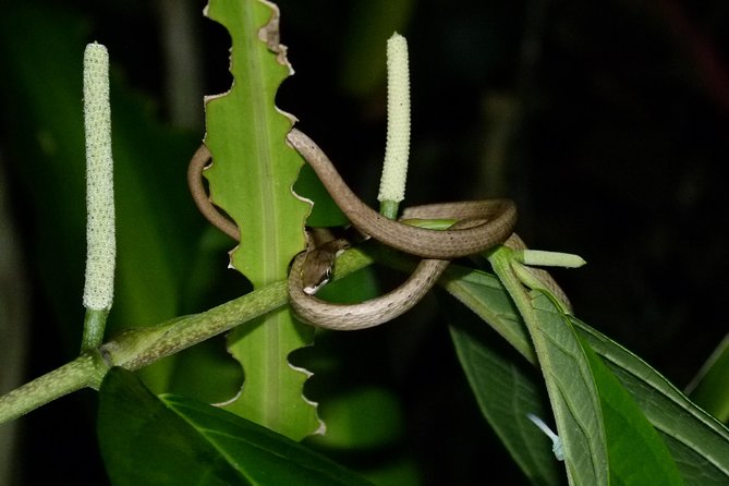 TORTUGUERO MOST POPULAR: Canoe and Night Tour (Jul-Oct Turtle) - Meeting and Pickup Information