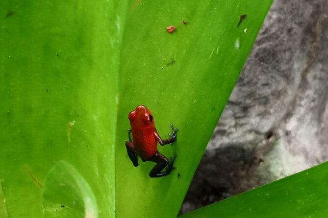 Tortuguero National Park Day Trip From San Jose - What to Bring