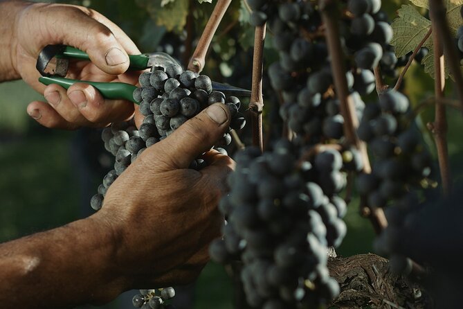 Tour Gran Reserva - Valley of the Vineyards - Lovara Winery