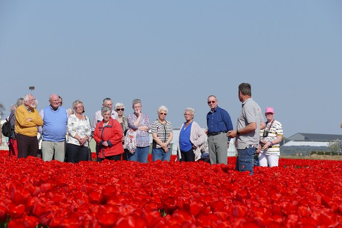 Tour of the Tulip Fields in a Typical Ducth Tulip Farm - Purchasing Tulip-related Products