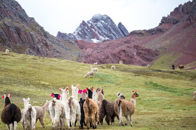 Tour to Rainbow Mountains of Peru; 1 Full Day - Reviews and Feedback