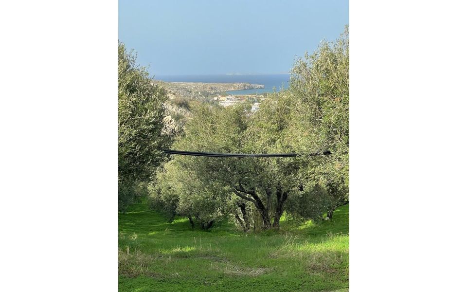 Traditional Olive Grove and Dragon Fruit Farm Tour - Inclusions and Exclusions