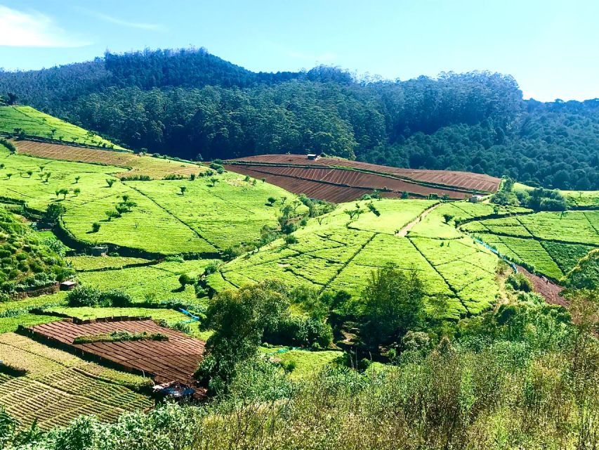 Trail Running From Haputele to Bambarakanda Water Falls - Swimming Opportunity