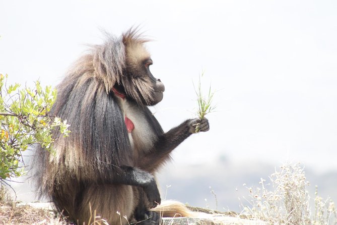 Trekking in Ethiopias Lalibela Wollo Highland 4 Days / 3 Nights - Participant Requirements and Precautions