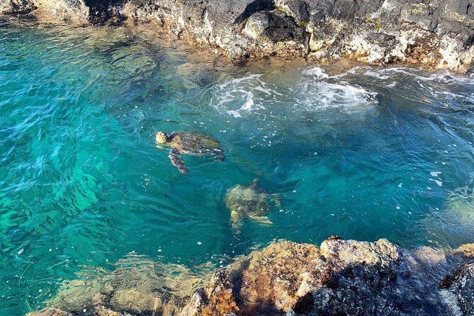 Tropical Reef & Wildlife Boat Snorkel Adventure - Pricing and Booking Details