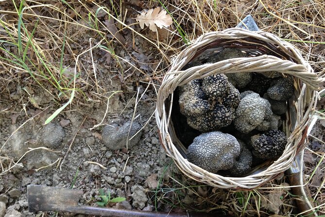 Truffle Hunting and Handmade Pasta Review - Reviews and Ratings