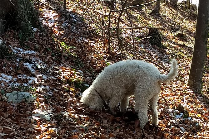 Truffle Hunting and Lunch Experience in a Restaurant - Truffle Hunting Exploration