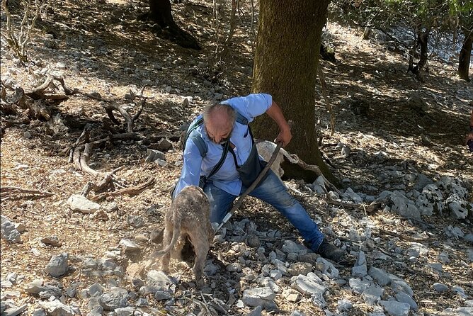 Truffle Hunting, Culinary & Wine Celebration From Heraklion - Accessibility and Participation
