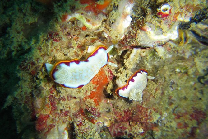 Try SCUBA Diving - Preparing for Your Dive Adventure