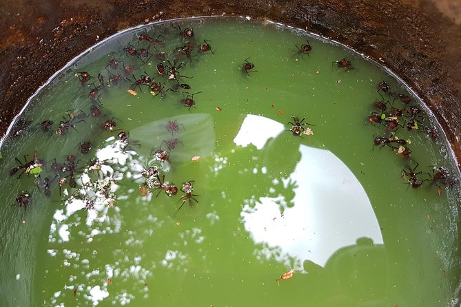 Tucandeira Ants Indigenous Ritual - Booking and Logistics