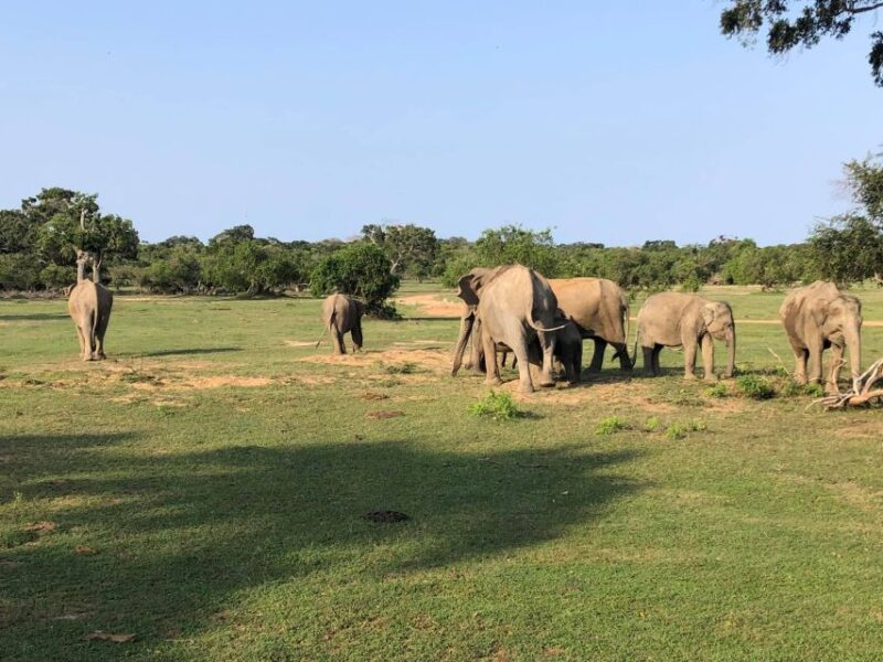Tuk Tuk Safari Arugambay - Wildlife and Nature Experience