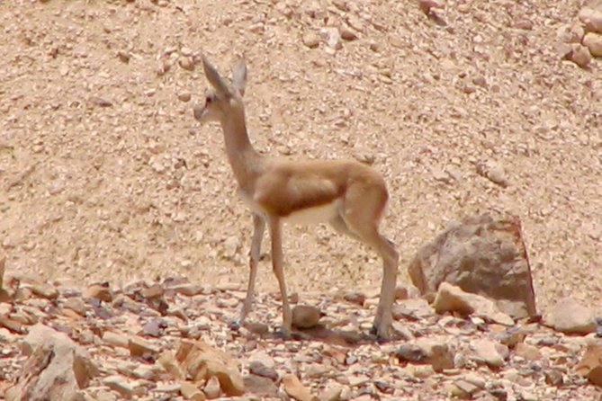 Two Hour Guided Jeep Tour in to and Around the Ramon Crater - Accessibility Features
