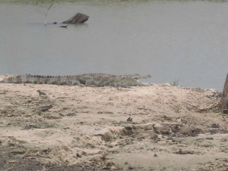 Udawalawa Safari Park and Transit Home From Tangalle - Visitor Information