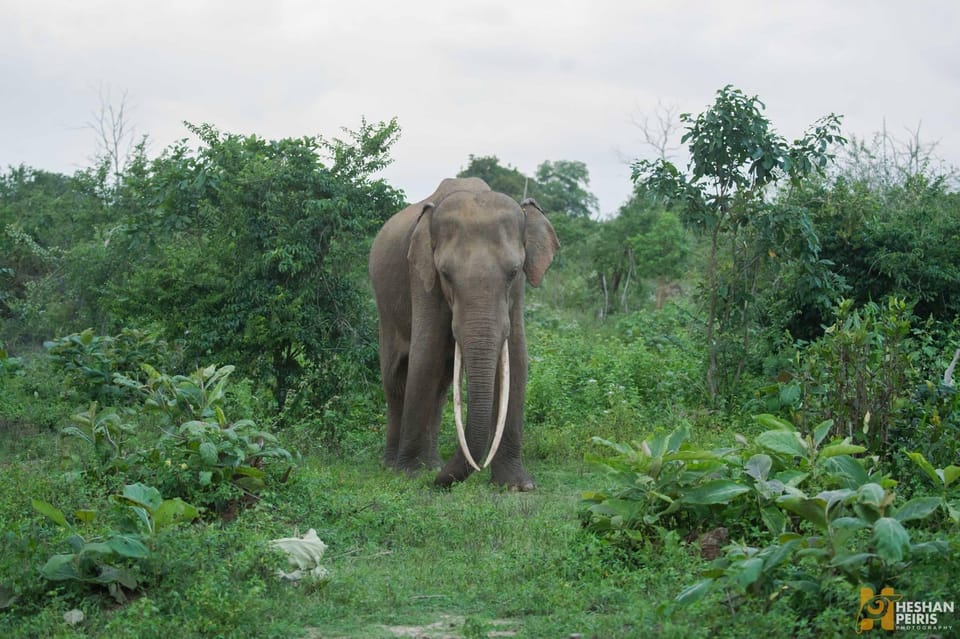 Udawalawe National Park Day Tour - Optional Activities