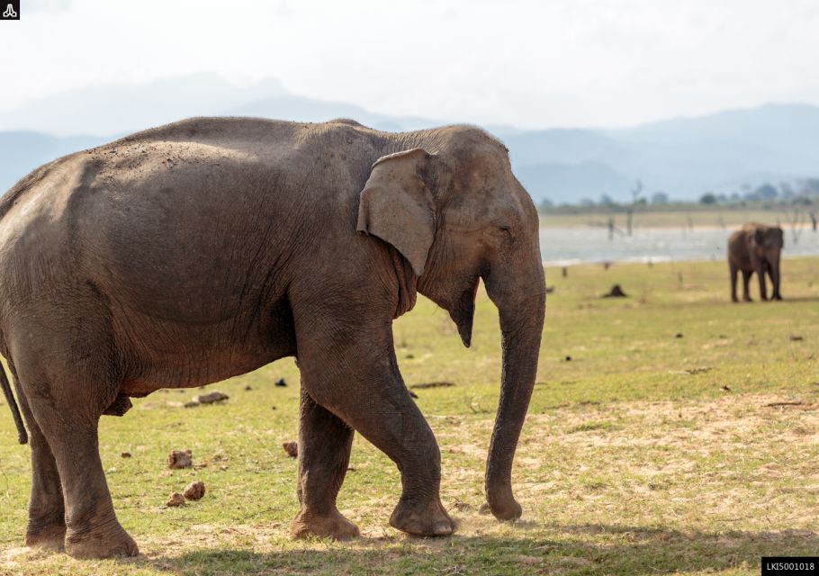 Udawalawe National Park Private Full-Day Safari - Safari Activities