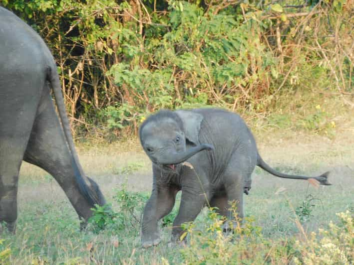 Udawalawe Safari and Elephants Orphange Tour From Hambantota - Guided Tour of the Park