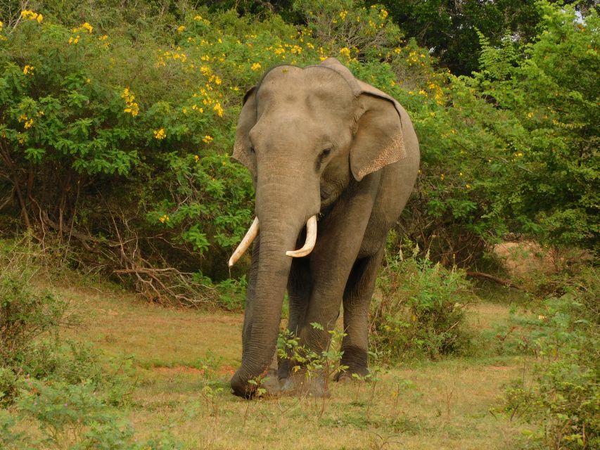 Udawalawe Safari Tour From Hambantota Port(Shore Excursion) - Transportation Details