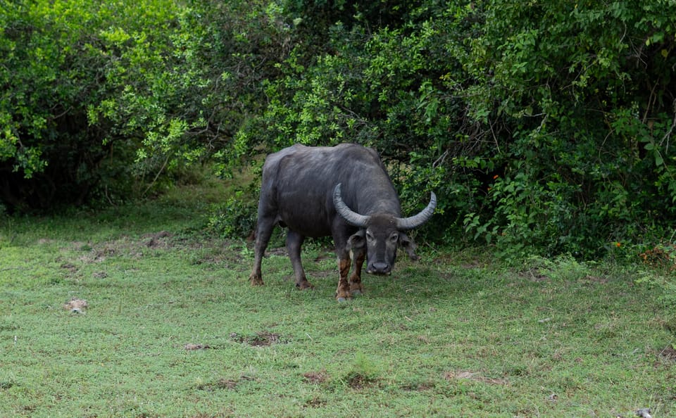 Udawalawe Safari With Vishal - Safari Amenities and Comfort