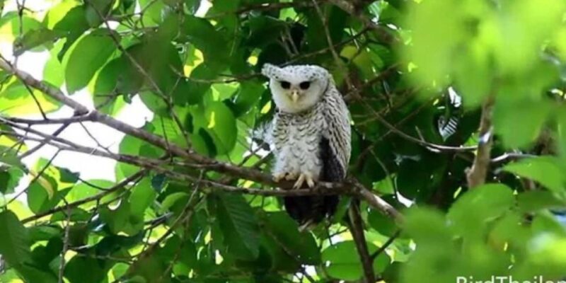 Udawatte Kele:Birdwatching and Nature Trekking Experience - Inclusions